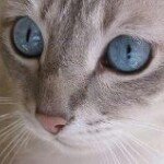 Profile_261220760_75sq_1354274034