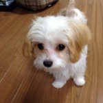 10802899_1575087402723262_662571584_a