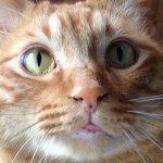 11376249_1621674364741532_1019368775_a