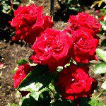 11358166_453764438118397_829418634_a