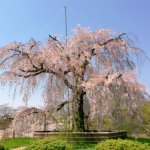 11257032_402180319983927_881903820_a