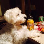 10755784_1516714938605067_794370243_a