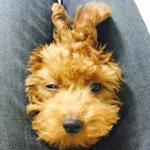 11192901_874777222603847_1140569451_a