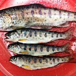 10666105_965559076803445_412868806_a