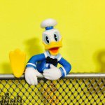 11195851_1387631118232020_1383390173_a