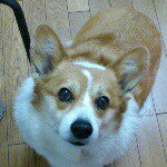 11189516_818028754958035_213813796_a