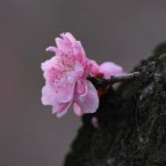 11264194_1394437400883581_446636672_a