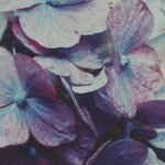 928766_1412792872350903_576476496_a