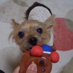 11251798_1574471272818563_525554095_a