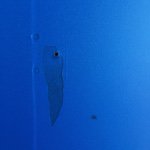 10995258_471245816364429_269640717_a