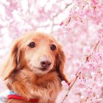 11203409_695193560607225_276549490_a