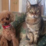 11245014_814003792010337_306063574_a