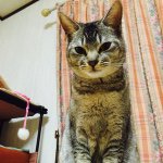 11007783_1562913297293514_1667355474_a