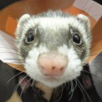 11282800_1412634669061382_197884275_a