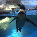 11085060_1633229803576550_578041504_a