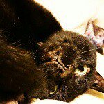 10986080_780445335364359_192928059_a