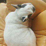 11312105_840513299363063_1579166834_a