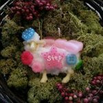 10899321_1562648817286796_486226616_a