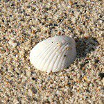 11334643_372716126266422_227536626_a