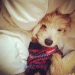 1741841_865477476817445_659305006_a