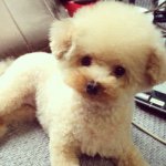 11358930_1406328496362337_230096227_a