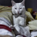 11356356_850066338411131_1255916799_a