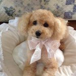 10616974_1469487043307385_848488934_a