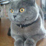 11191563_1636072279955347_1293705048_a