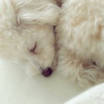 11240309_656213267844021_1396623997_a