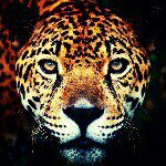 10643885_663729537067399_1718883499_a