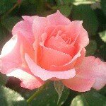 10483615_420338201440375_349166136_a