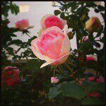 10706936_1509761595937922_2068402701_a