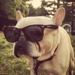 11232558_422693671235138_644956975_a