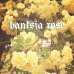 10914525_356092457928656_609775024_a