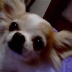 Profile_251601954_75sq_1352702428