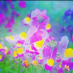 11098308_1431003617194204_669184913_a