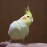 11117154_432740106887783_4995417_a