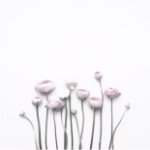 11324435_1603427099934382_1896041187_a