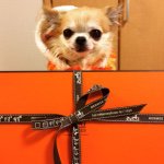 10881773_1542193076068004_941887114_a