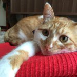 11283421_1601469530100573_1733025370_a