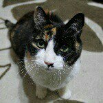 10005407_1488207414772146_717580229_a