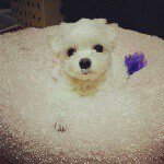 11176201_824002521014398_1715914791_a