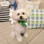 11116728_1576305435972384_76354502_a