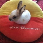 10570104_1524380251114774_1307755036_a