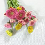 11249275_1640936209455165_2140535270_a