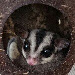 10802580_671051089676661_908665581_a