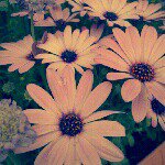 Profile_211636652_75sq_1374568409