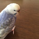 11246889_687617791372061_851654698_a