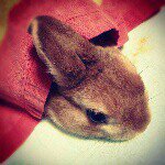 10725046_1649077848652387_363773944_a