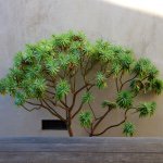 10919331_411709875670690_519874787_a